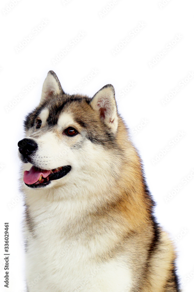Siberian Husky gray and white colors portrait with white background. Fluffy dog smiling.