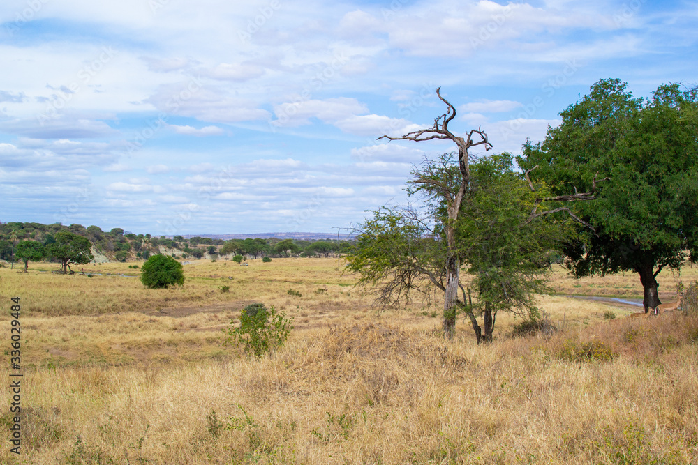 Obraz premium Landscape of the yellow savannah of Tarangire National Park, in Tanzania, with a broken acacia on the right