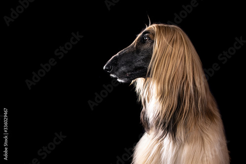 Afghan hound
