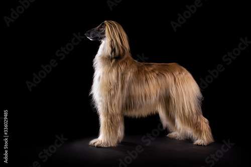Afghan hound