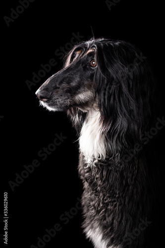 Afghan hound