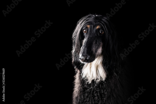 Afghan hound