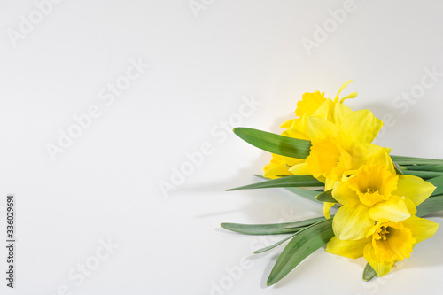 A bouquet of yellow daffodil flowers on a white background