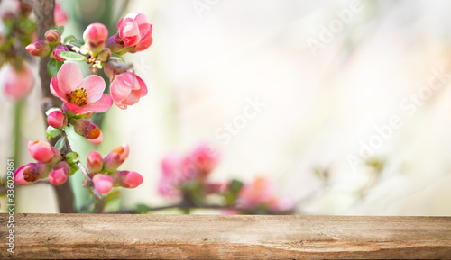 pink blooming flowers with empty tabletop, on a blurry pink background. Empty place for sale.