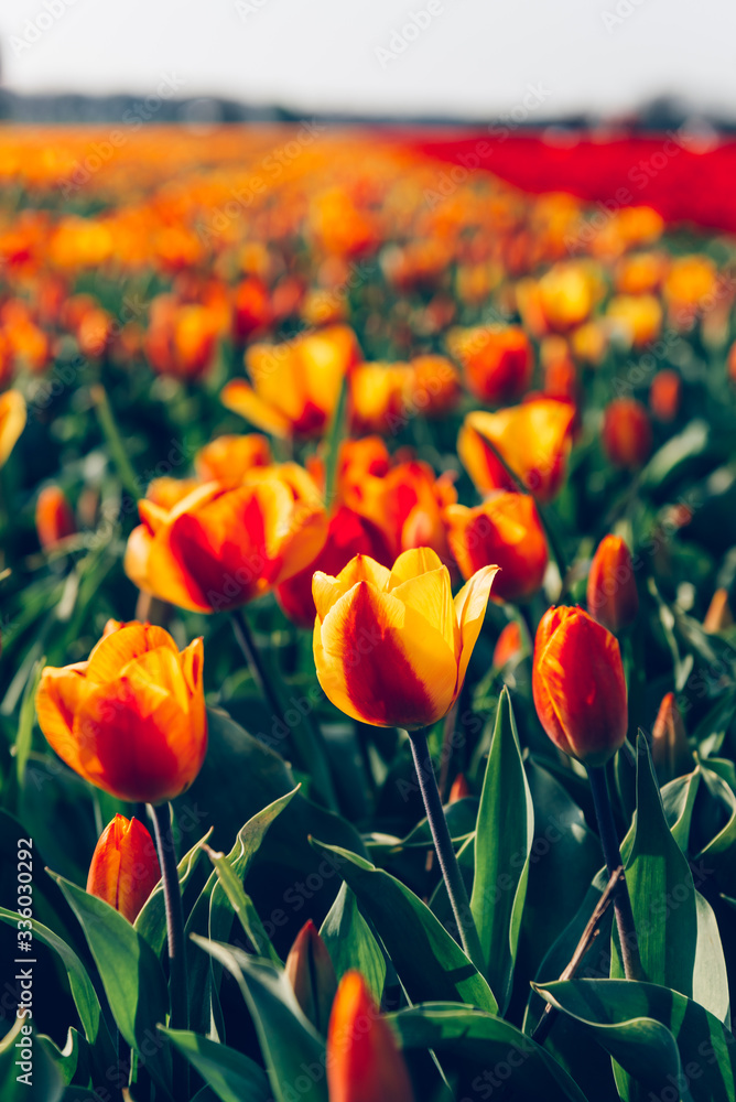Obraz premium Close up of fields of blossoming yellow and red tulips during spring, Netherlands