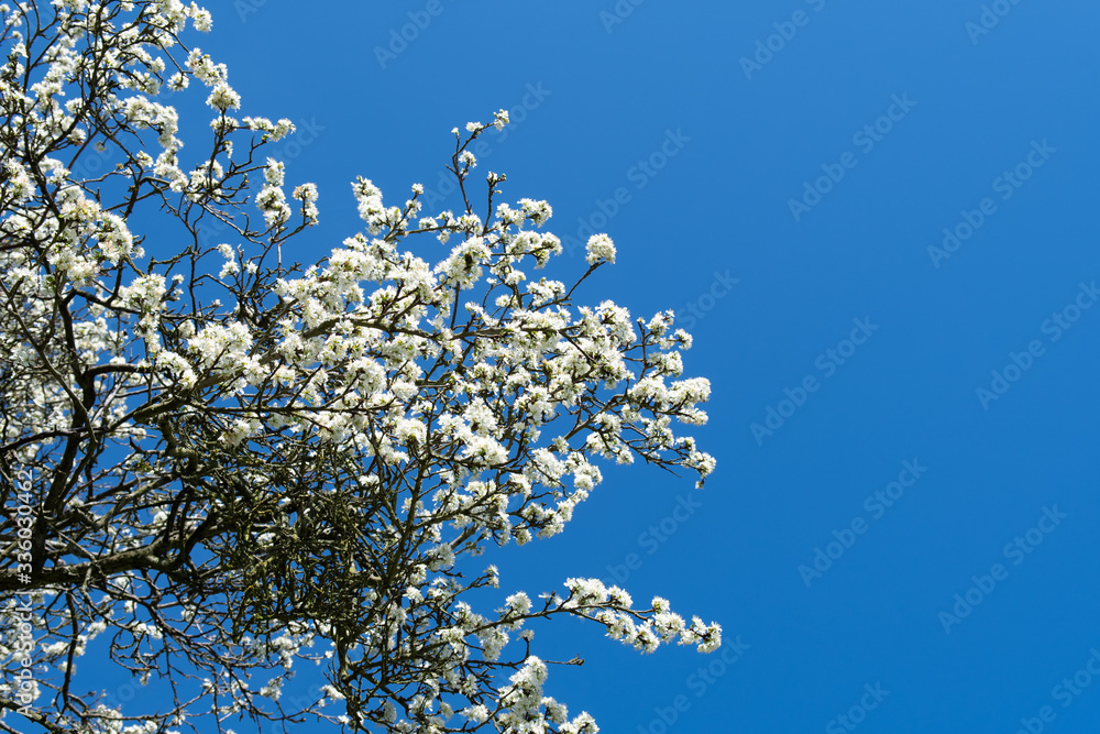 White Spring blossom tree and blue sky. Beautiful spring Cherry Tree, also known as sakura. Flesh flowers. Britain in bloom. Copy space. Selective focus. White Spring blossom tree and blue sky. Beautiful spring Cherry Tree, also known as sakura. Flesh flowers. Britain in bloom. Copy space. Selective focus.