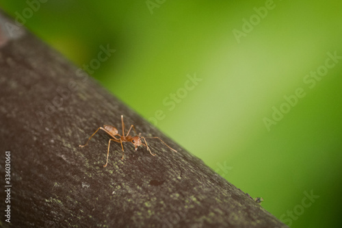ant on tree branch © Sandra