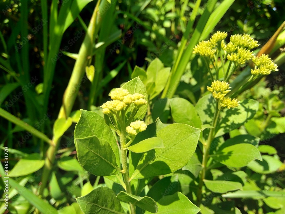 Pluchea indica (Indian camphorweed, Indian fleabane, Indian pluchea, Baccharis indica L) flower with natural background Pluchea indica (Indian camphorweed, Indian fleabane, Indian pluchea, Baccharis indica L) flower with natural background