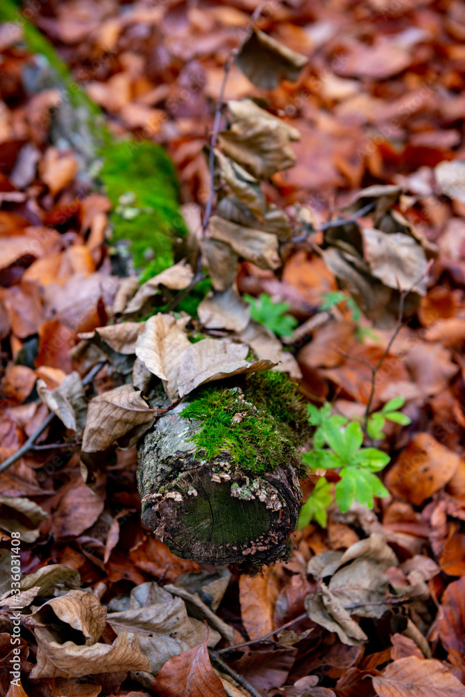 tree trunk buried in the leaves of trees in autumn season tree trunk buried in the leaves of trees in autumn season