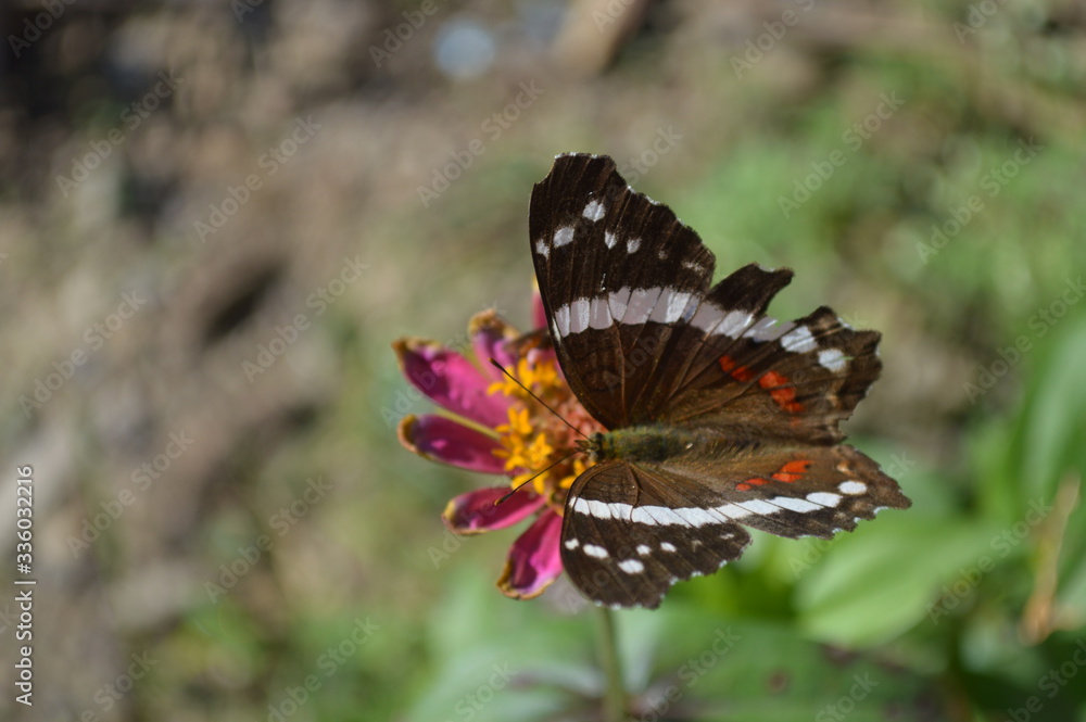 Papillon posé sur une fleur Papillon posé sur une fleur