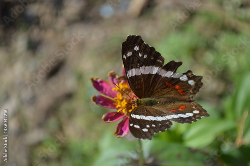 Papillon posé sur une fleur