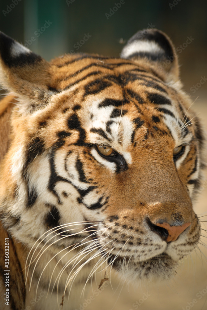 Fototapeta premium portrait d'un tigre en gros plan regard et relax