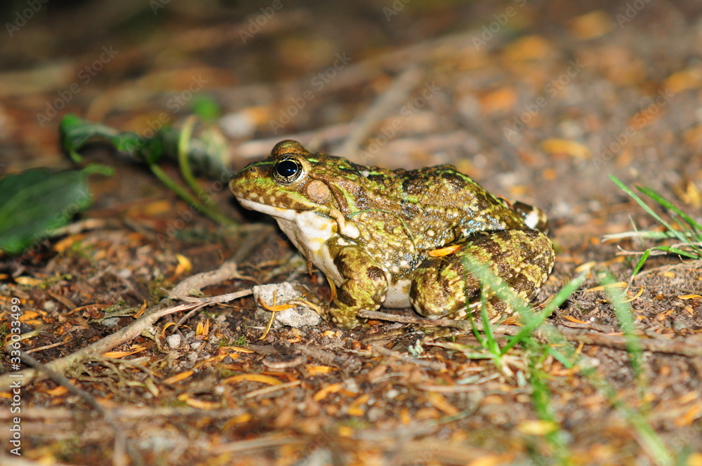 grenouille grenouille