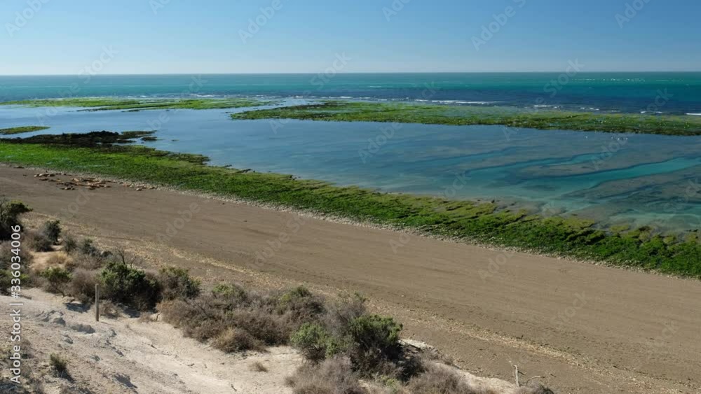 Panorama of the coastline with exposed sea bottom and full of sea animals during the low tide on Valdes Peninsula, Argentina Panorama of the coastline with exposed sea bottom and full of sea animals during the low tide on Valdes Peninsula, Argentina