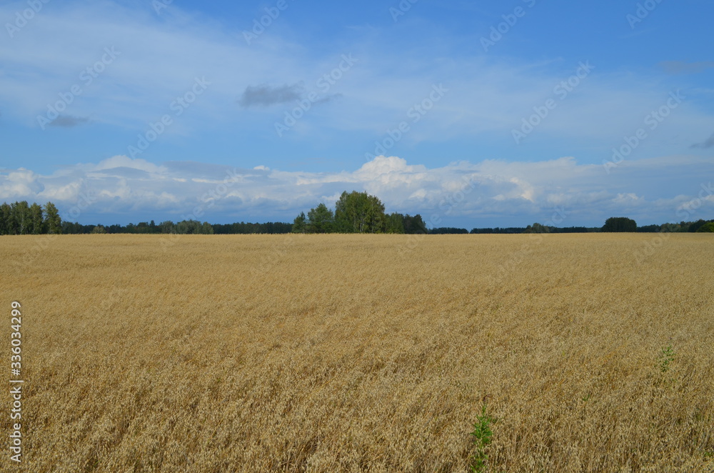 wheat field and blue sky wheat field and blue sky