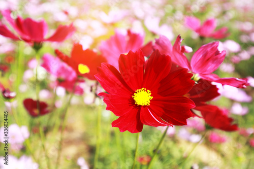 close up red cosmos flower blooming in the garden backyard beautiful flower for valentine festive Cosmos bipinnatus is scientific name