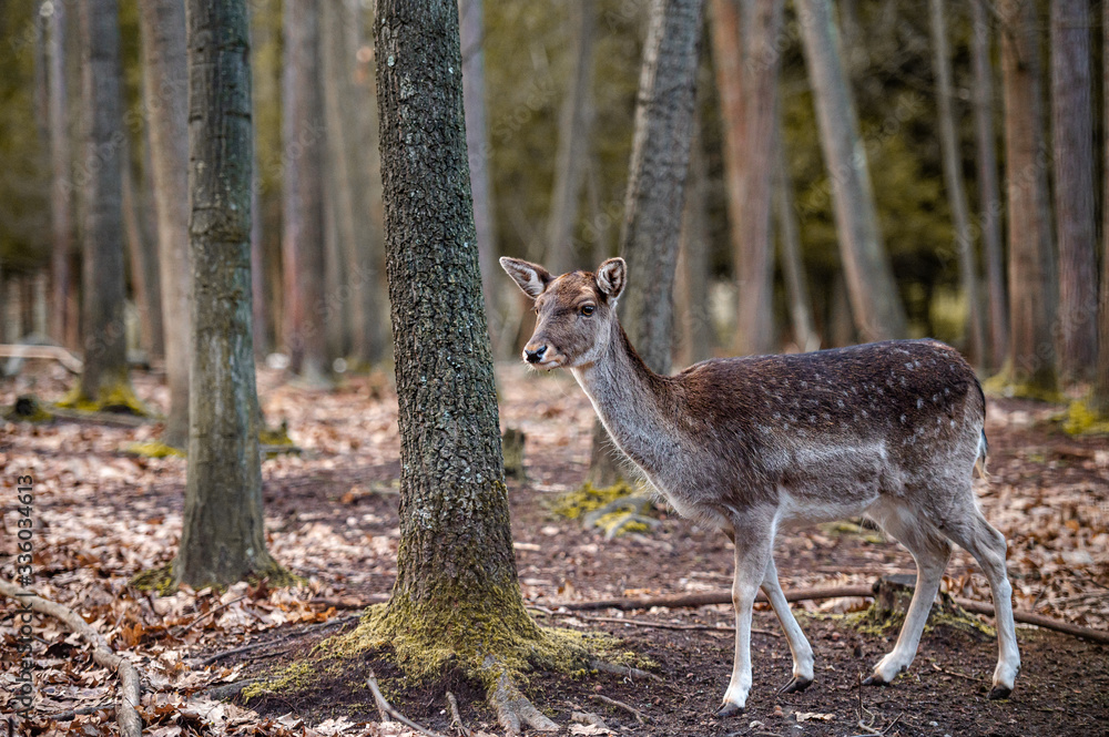 Fallow deer dama dama in the forest Fallow deer dama dama in the forest