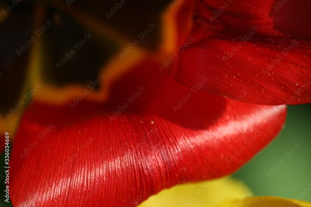 Tulpe Tulpe