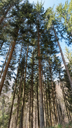 (Picea abies) Hauts troncs droits brun-rougeâte d'épicéa commun ou sapin rouge en Forêt-Noire dans le sud de l'Allemagne 