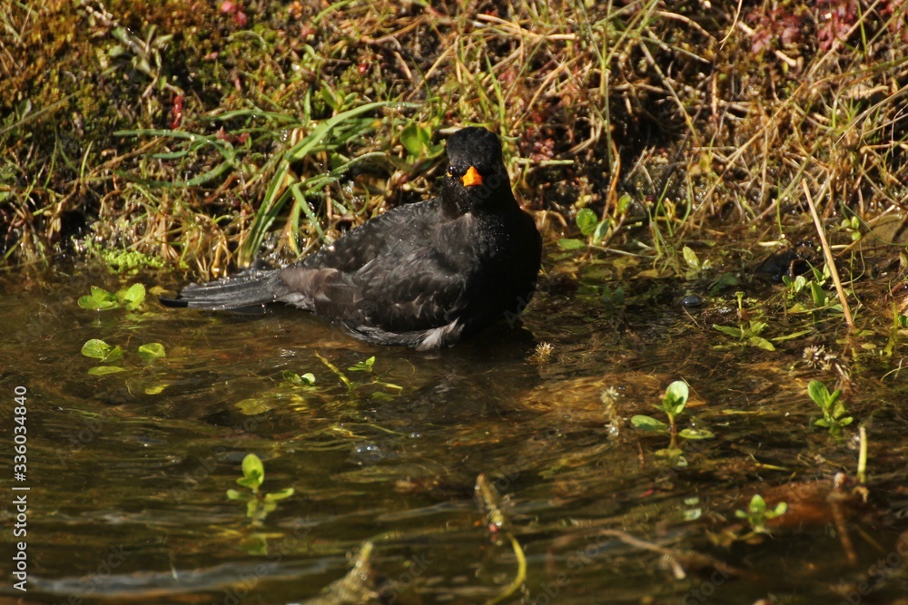 Badende männliche Amsel (Turdus merula) im Gartenteich Stock Photo