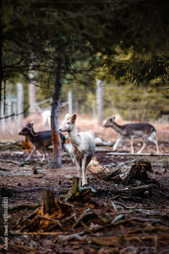 Fallow deer dama dama in the forest © Eliška