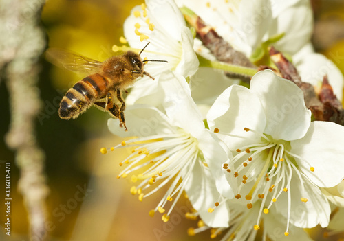 Apfelblüte mit bestäubender Biene vor gelbem Hintergrund 