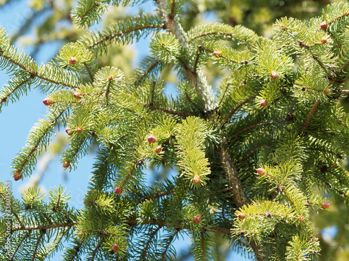 Picea abies | Epicéa commun ou sapin du Nord au feuillage à aiguilles vert foncé, rameaux portant des cônes immatures femelles en bourgeons terminaux rouge-carmin à brun