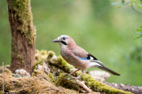 Jay perched on a log in the woods.