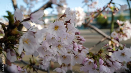 桜