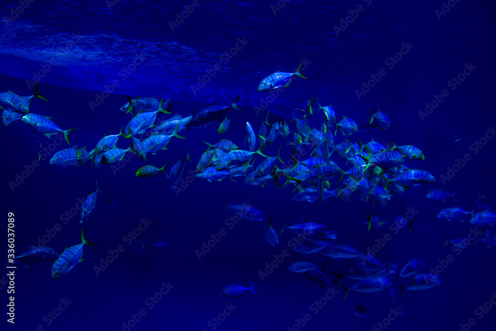 Fototapeta premium school of fish