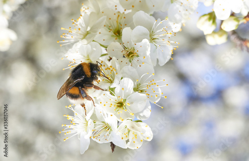 Hummel auf einer Blüte im Blütenmeer des Apfelbaums im Frühling mit weißem Bokeh photo