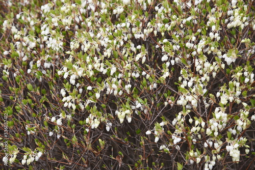 Enkianthus perulatus flower begins to bloom   Ericaceae deciduous shrub.