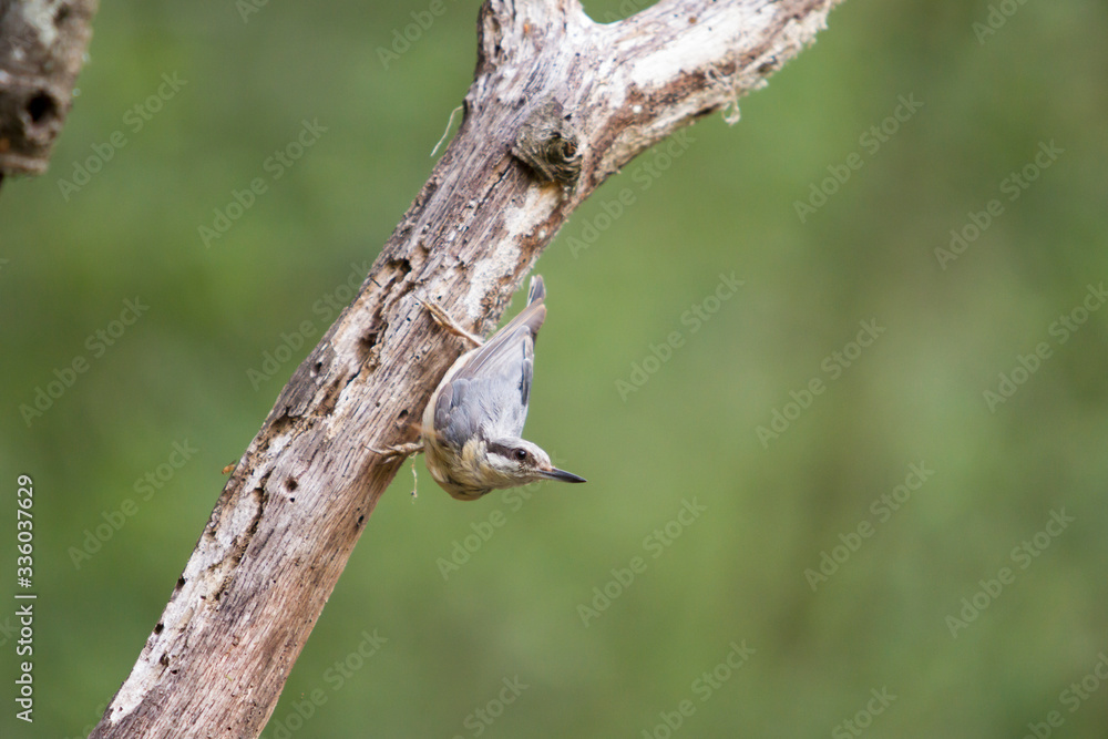 Nuthatch perched on a log in the forest. Nuthatch perched on a log in the forest.