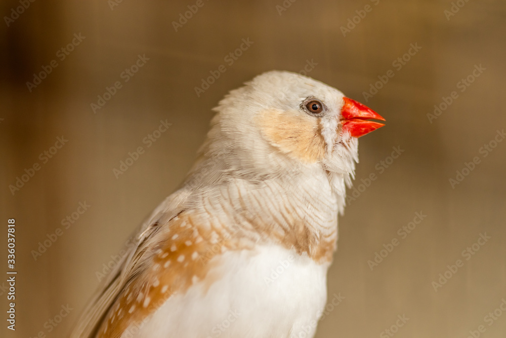 Close-up on a Mandarin Diamond - pet bird - Taeniopygia guttata Close-up on a Mandarin Diamond - pet bird - Taeniopygia guttata