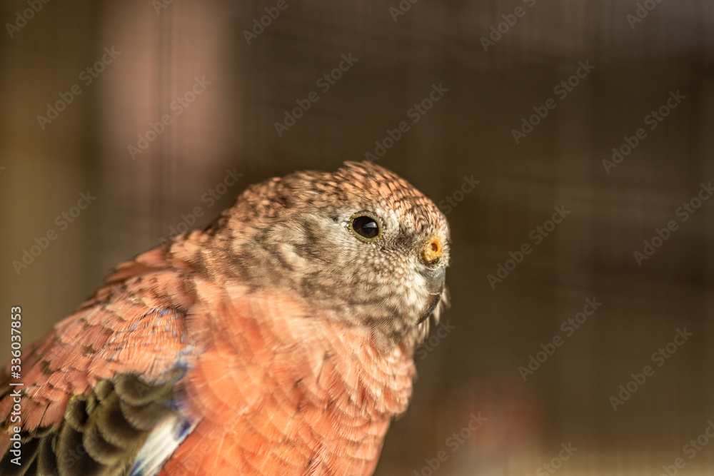Φωτογραφία Close-up on the head of a pink Bourke parakeet - Neopsephotus bourkii