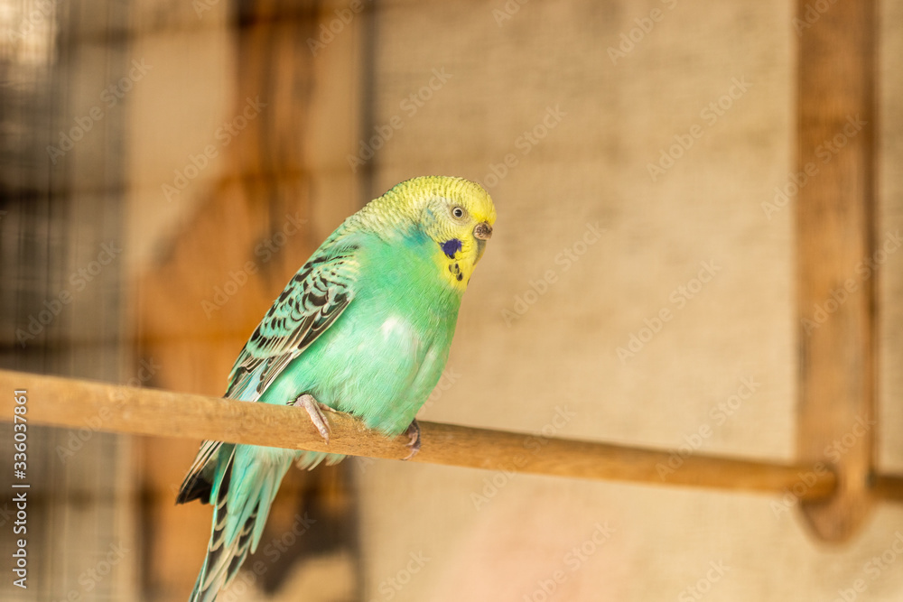 Naklejka premium Turquoise blue and yellow budgerigar - Australian parakeet - Melopsittacus undulatus