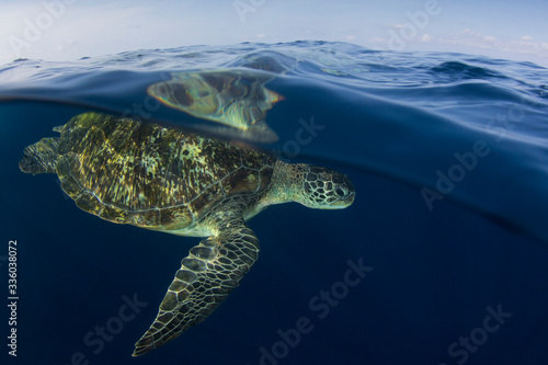 Green Sea Turtle half and half split photo