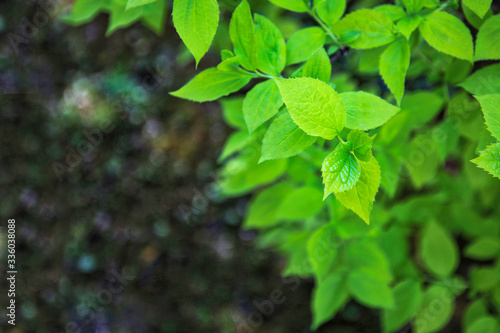 Primavera in giardino, primo piano di un cespuglio con foglioline verdi e tenere appena nate, spazio per testo photo