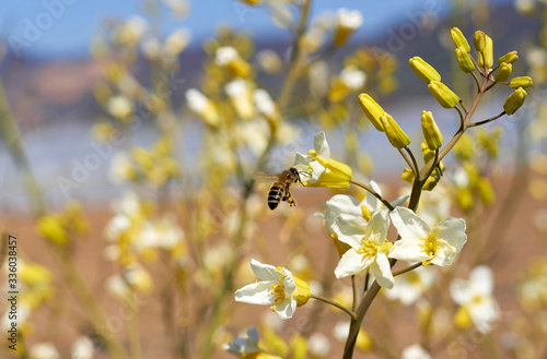 Blühender ausgewachsener Kohl mit Insekten  photo