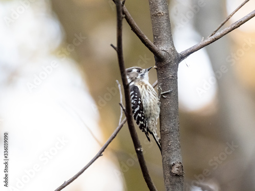 Japanese pygmy woodpecker perched in a forest 6 photo