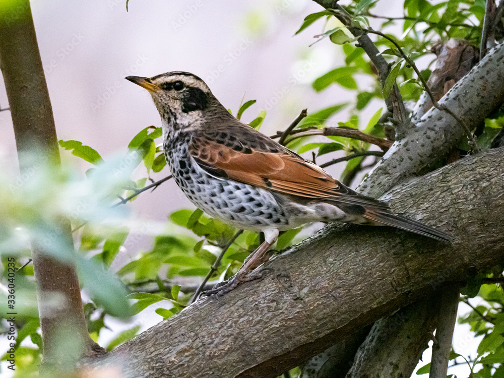 Dusky thrush in a tree in a Japanese Park 1 Dusky thrush in a tree in a Japanese Park 1