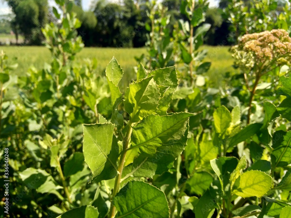 Pluchea indica (Indian camphorweed, Indian fleabane, Indian pluchea, Baccharis indica L) with natural background. This plant contains β-sitosterol and stigmasterol, which have antidiabetic properties.