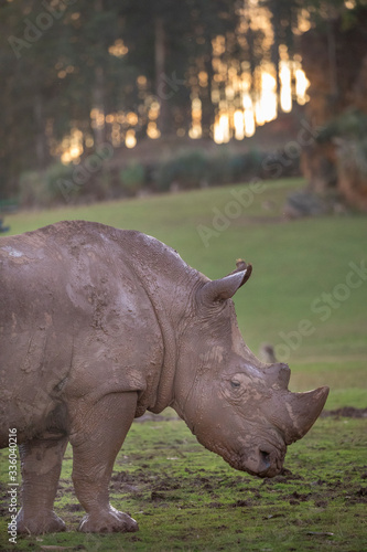 Rinoceronte al atardecer