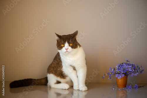 Cute British Shorthair cat and blue anemones flowers isolated on gray background photo