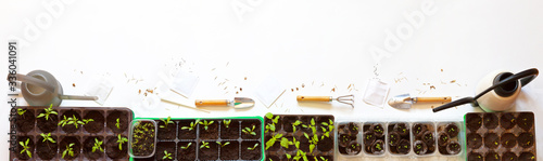 Foto Growing seedlings