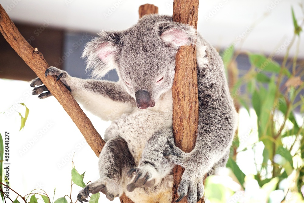 Naklejka premium Koala im Eucaplyptusbaum