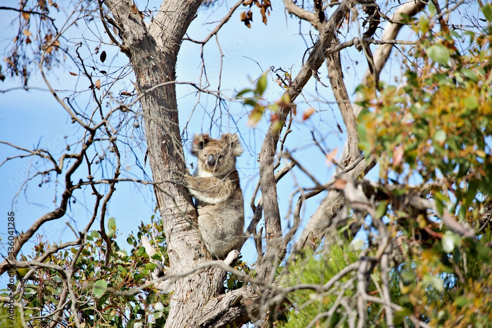 Koala im Eucaplyptusbaum Koala im Eucaplyptusbaum