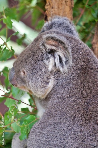 Koala im Eucaplyptusbaum