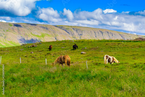 Beautiful Icelandic horses grazing  photo