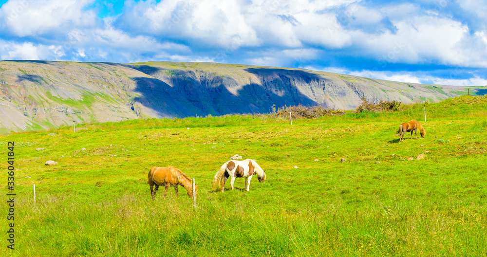 Beautiful Icelandic horses grazing Beautiful Icelandic horses grazing